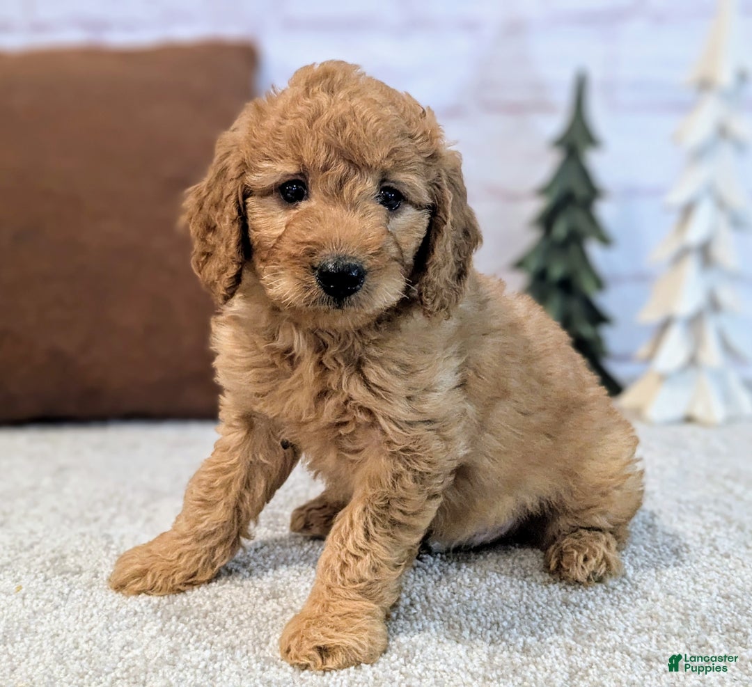 Mini Goldendoodle dogs for sale: Theo - Ad 6