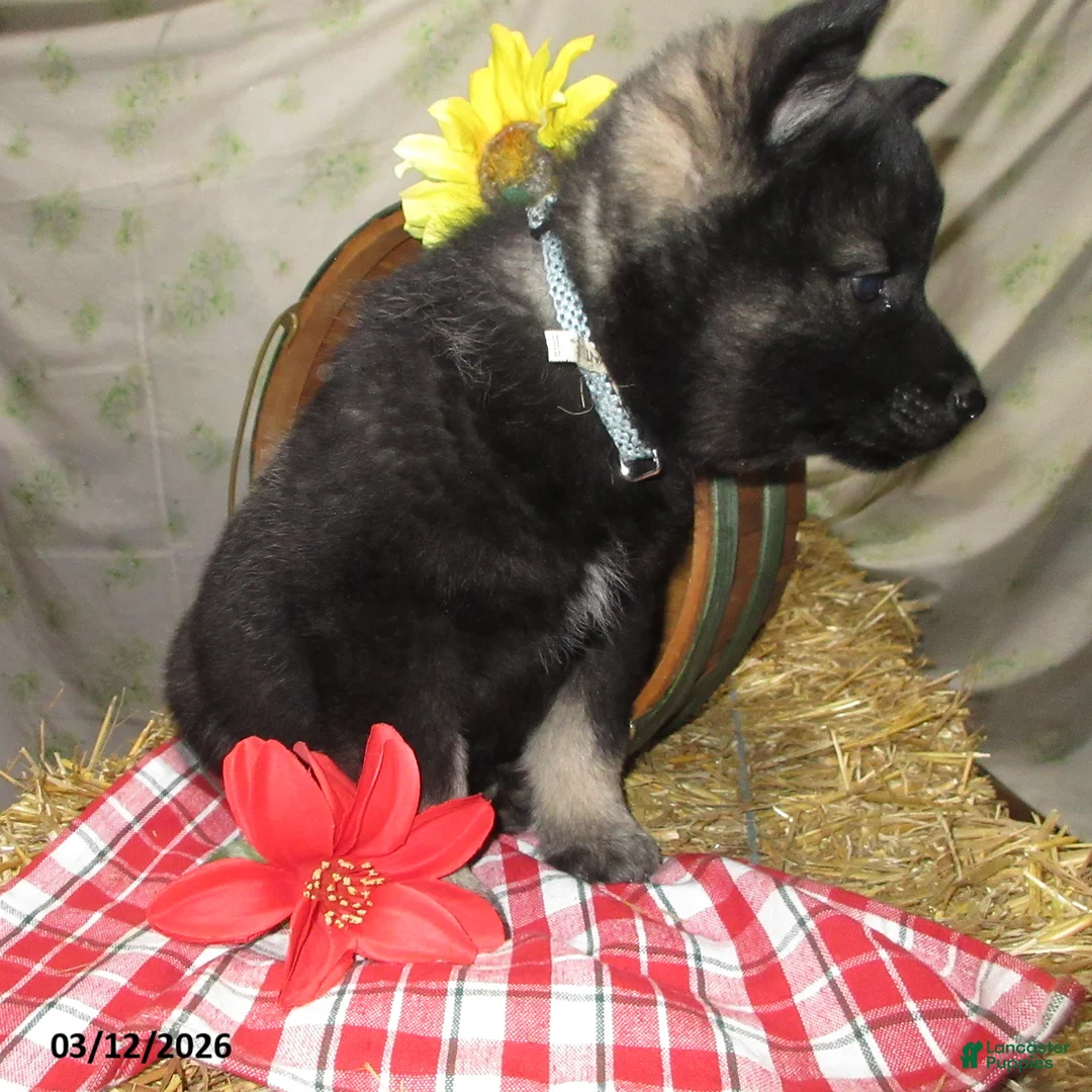 Norwegian Elkhound dogs for sale: Larson - Ad 2