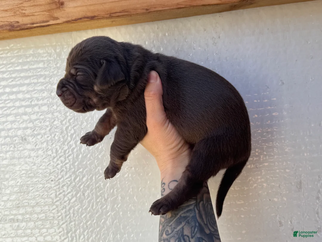 Catahoula Leopard Dog dogs for sale: Boy 2 - Ad 3