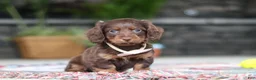Miniature Dachshund dogs for sale: Rylie - Ad 3