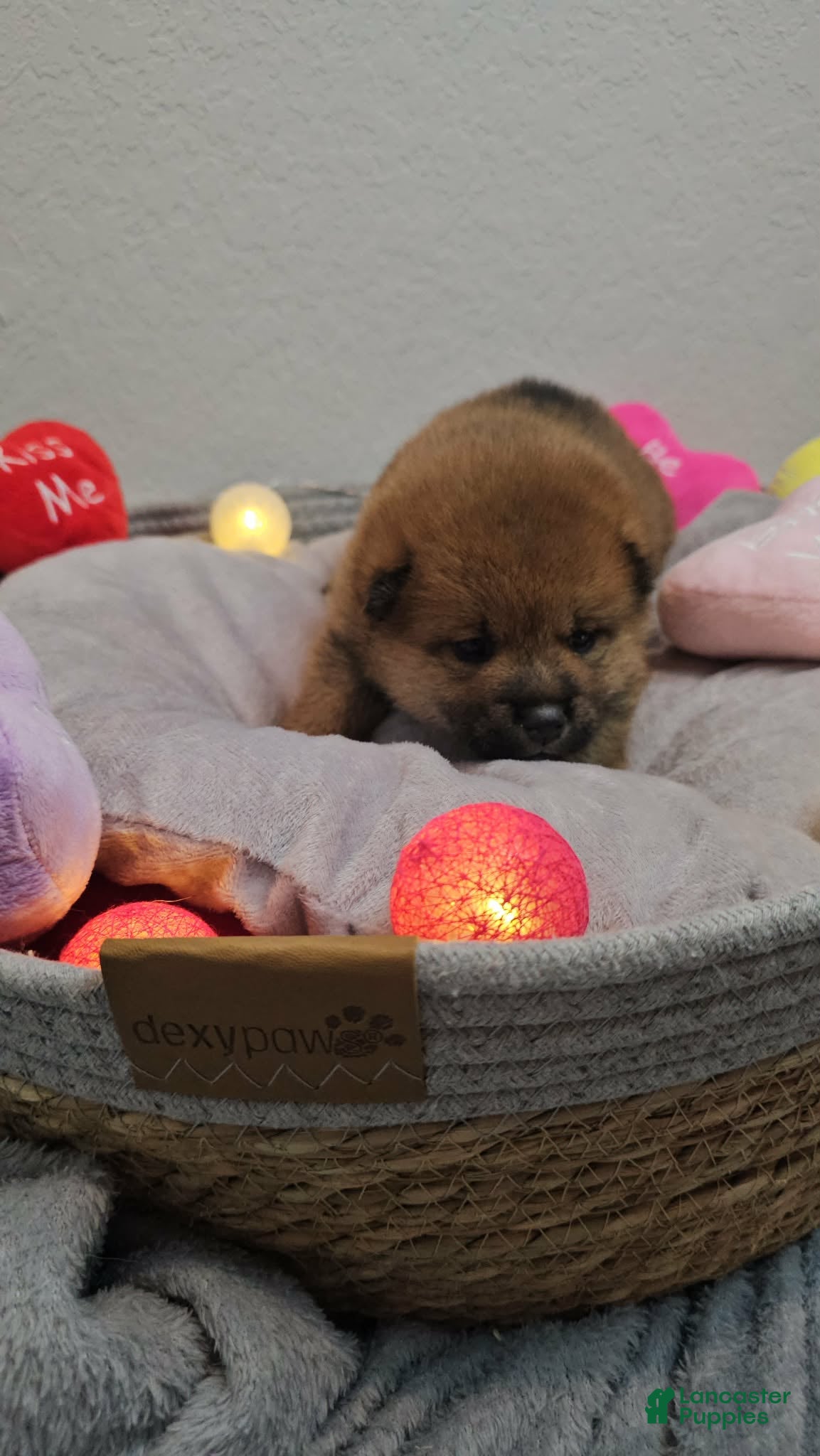 Shiba Inu dogs Rin - Ad 2