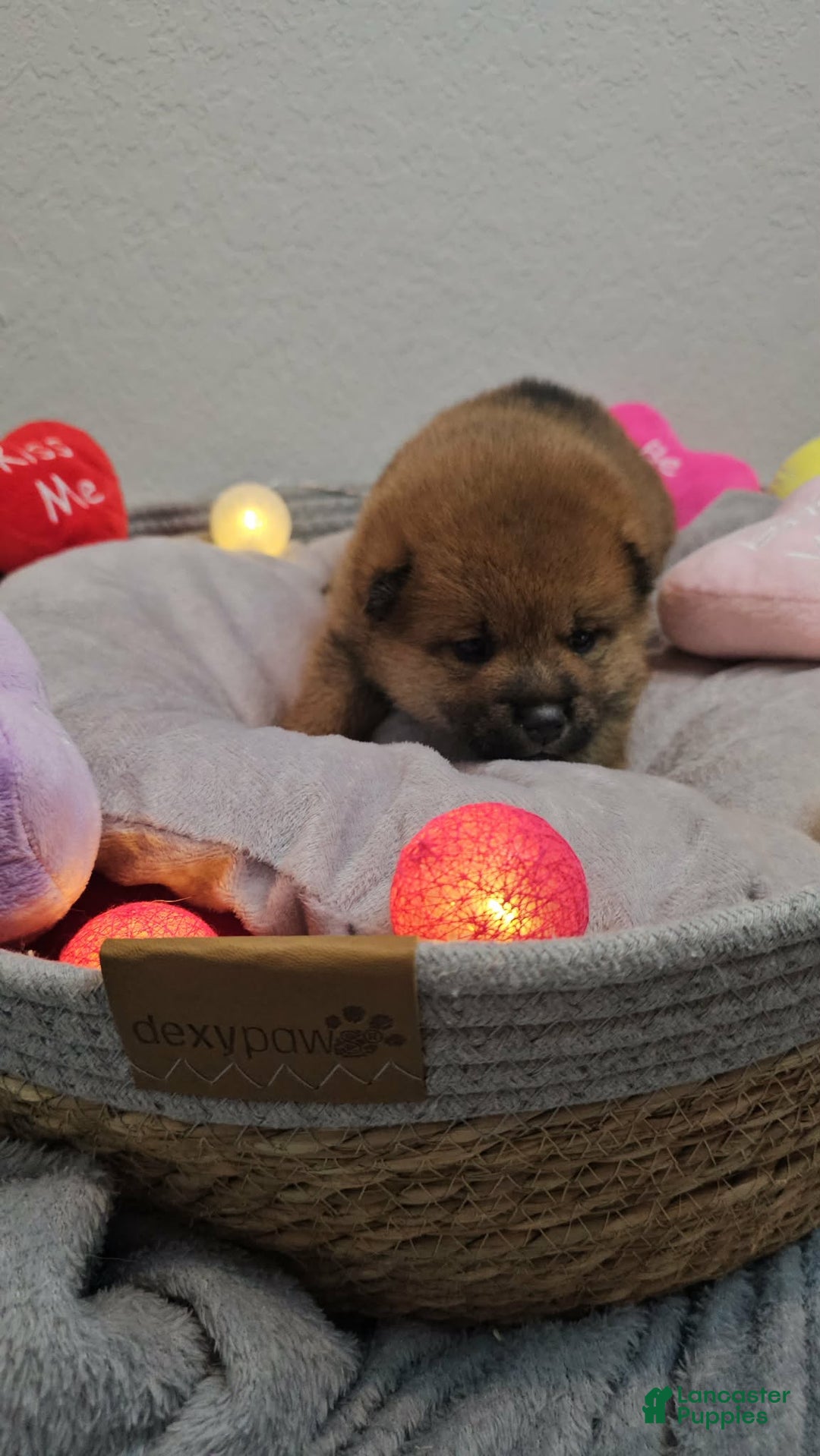 Shiba Inu dogs for sale: Rin - Ad 2