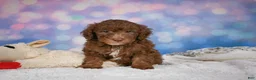 Mini Goldendoodle dogs for sale: Jasper - Ad 11