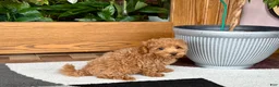 Maltipoo dogs for sale: Maltipoo 1 - Ad 4