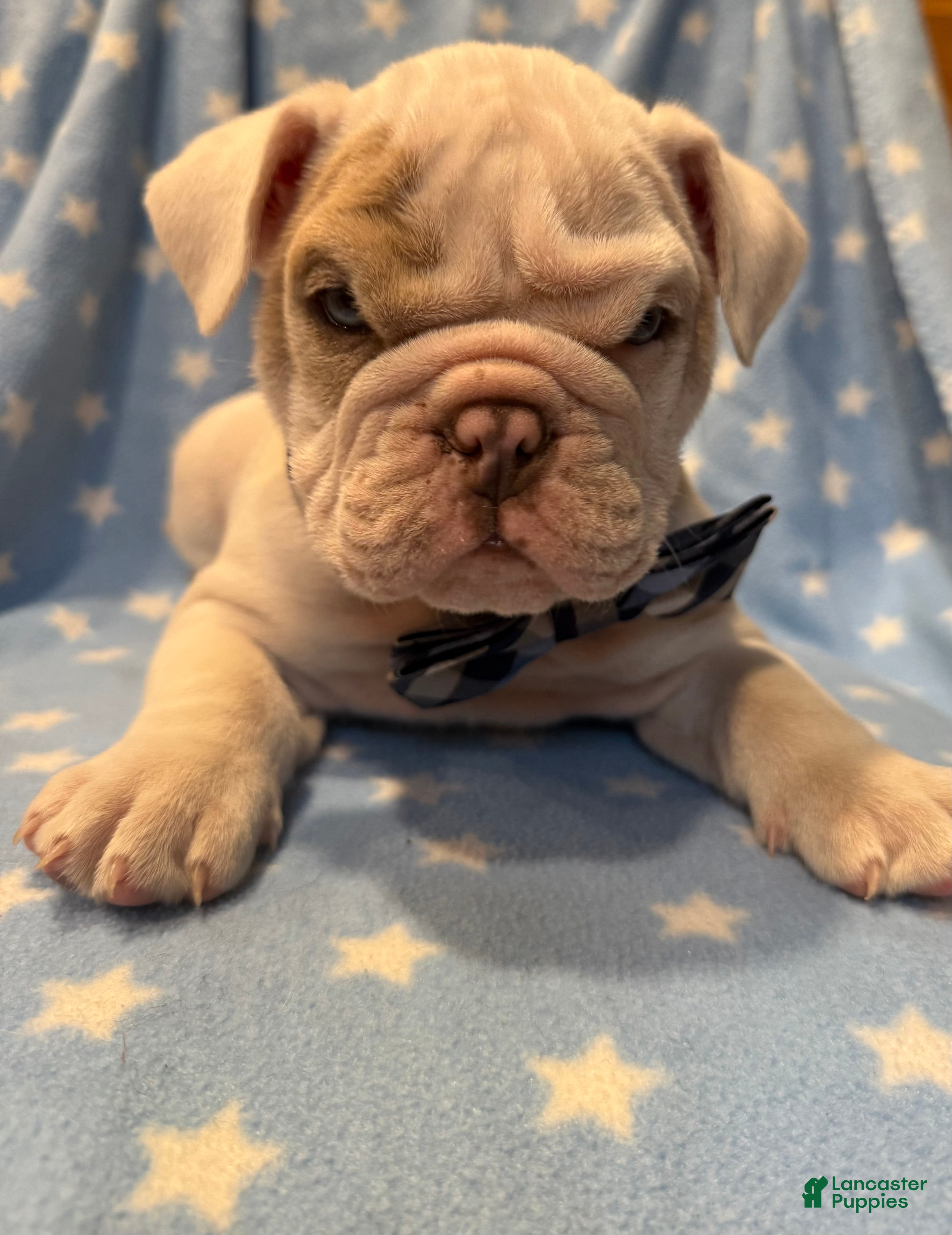Brown with blue eyes English Bulldog Puppies for sale Lancaster