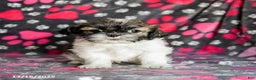 Shih Tzu dogs for sale: Sarge - Ad 3