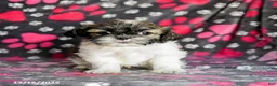 Shih Tzu dogs for sale: Sarge - Ad 13