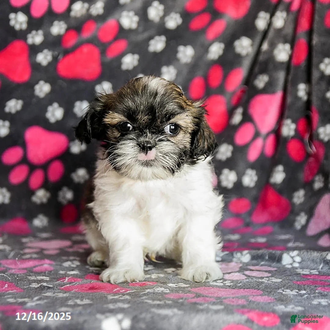 Shih Tzu dogs for sale: Sarge - Ad 13