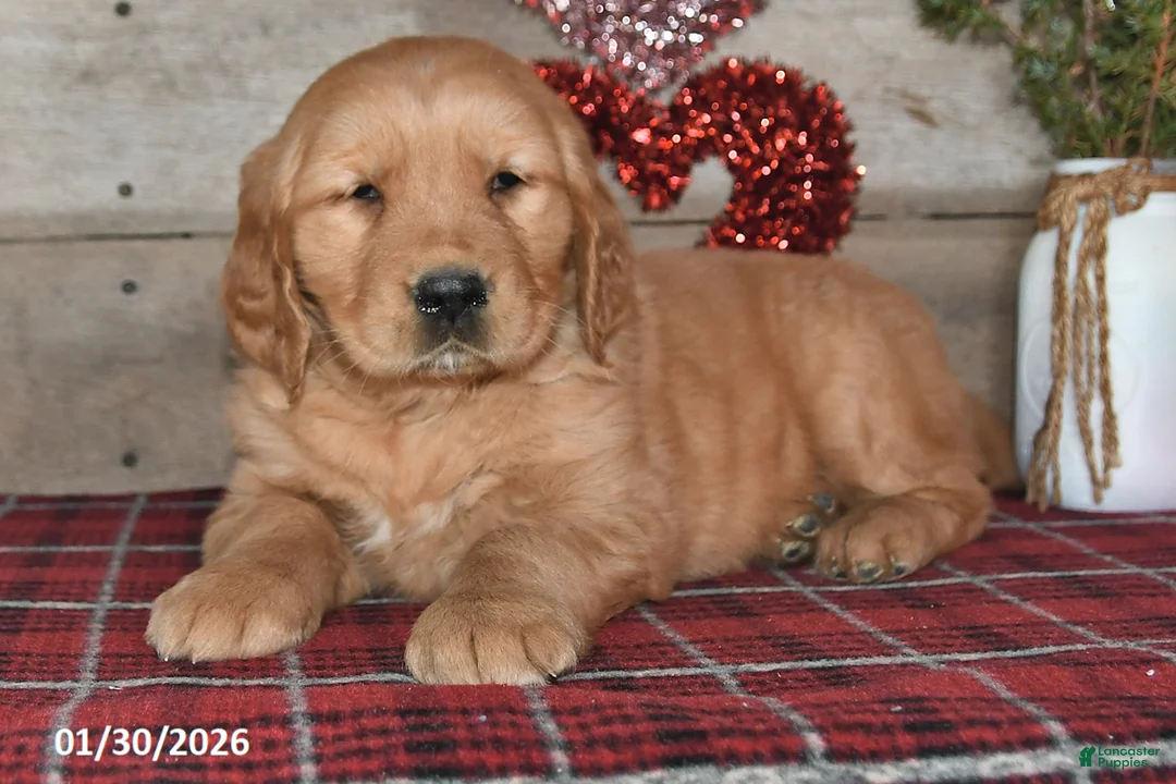 Golden Retriever dogs for sale: Annie - Ad 5