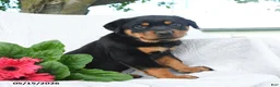 Rottweiler dogs for sale: Saturn - Ad 2