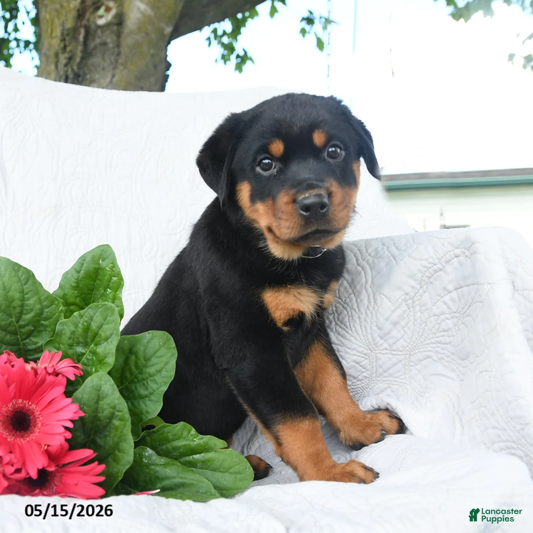 Rottweiler dogs for sale: Saturn - Ad 2