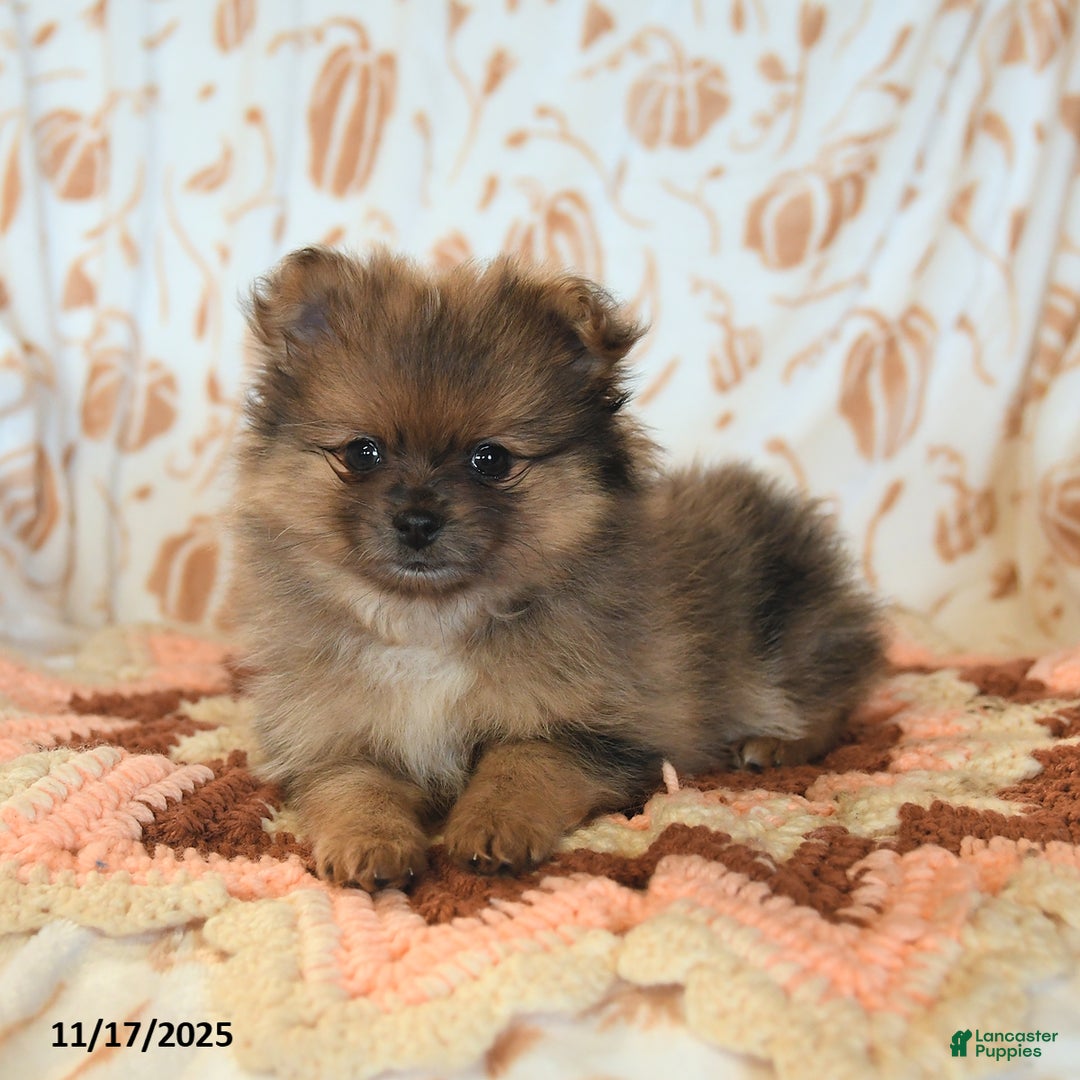 Pomeranian dogs for sale: Benji - Ad 3