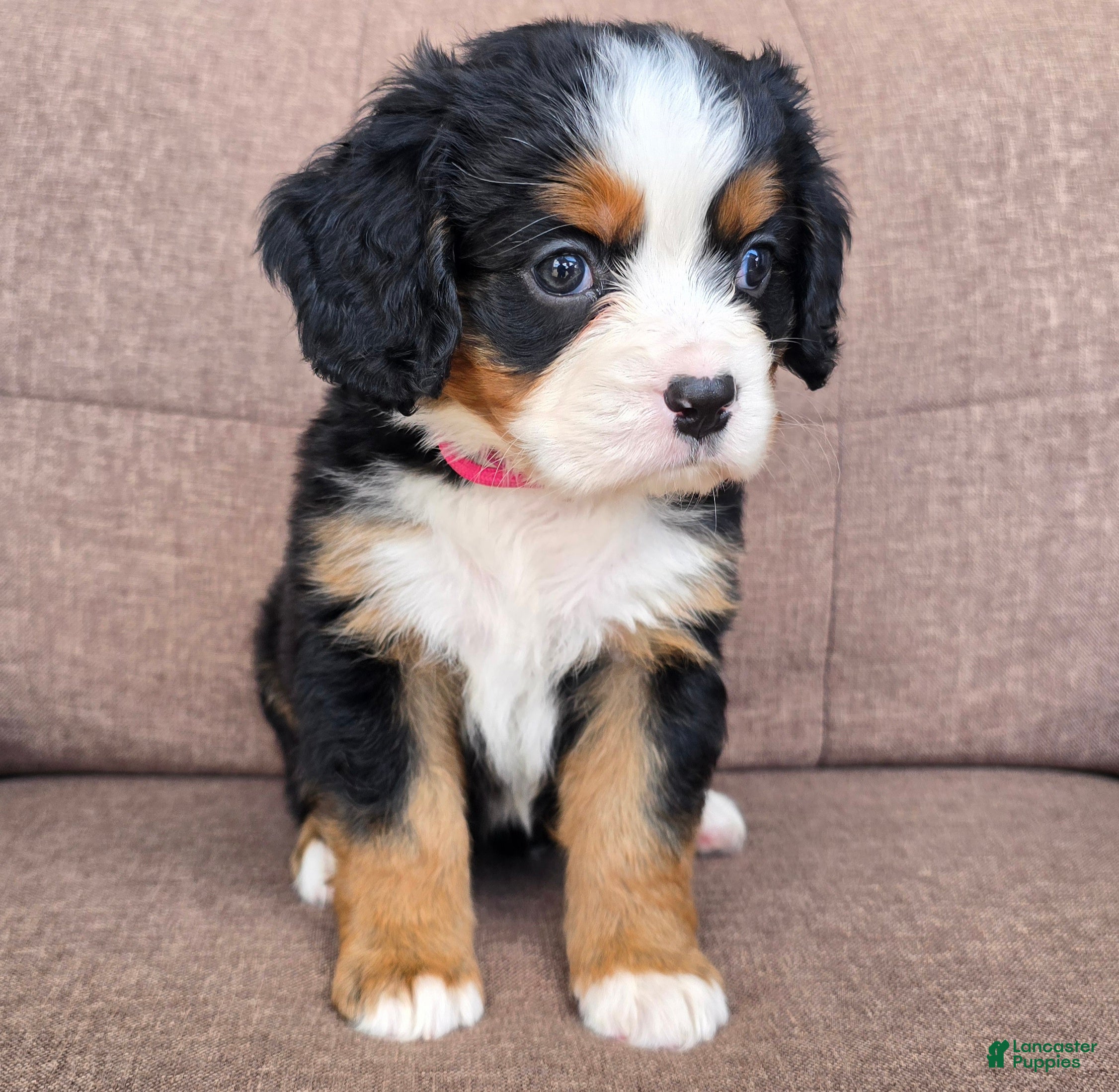 Miniature Bernese Mountain Dog dogs Cosmopolitan  - Ad 1