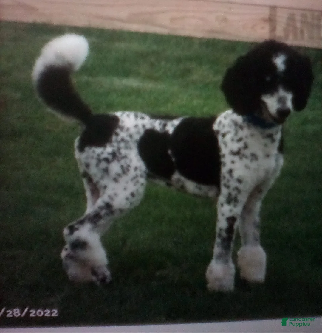 Bernedoodle dogs for sale: Sadie - Ad 5