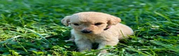 Goldendoodle dogs for sale: Goldendoodle 4 - Ad 4