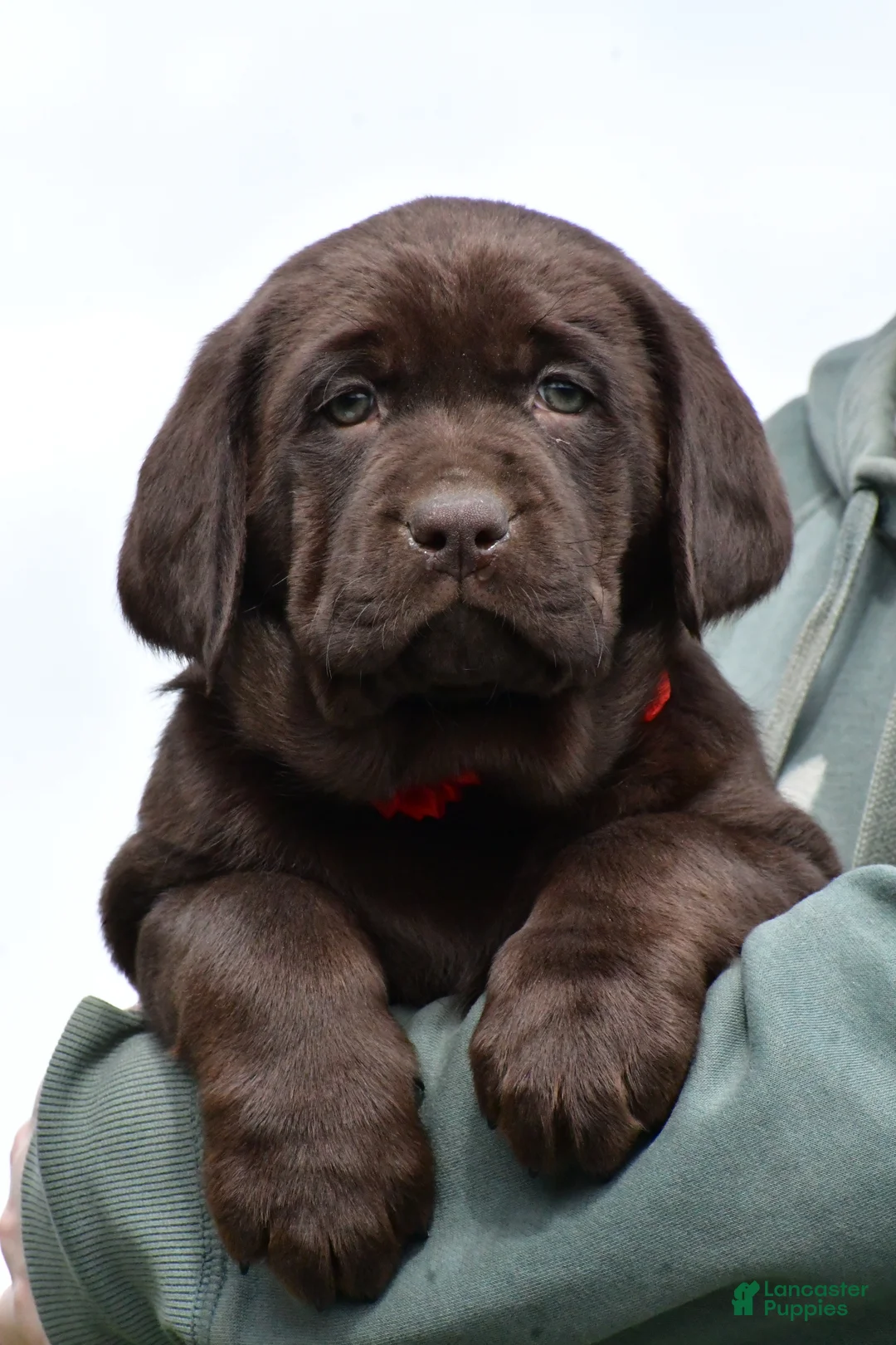 Labrador Retriever dogs for sale: Beauty - Ad 1