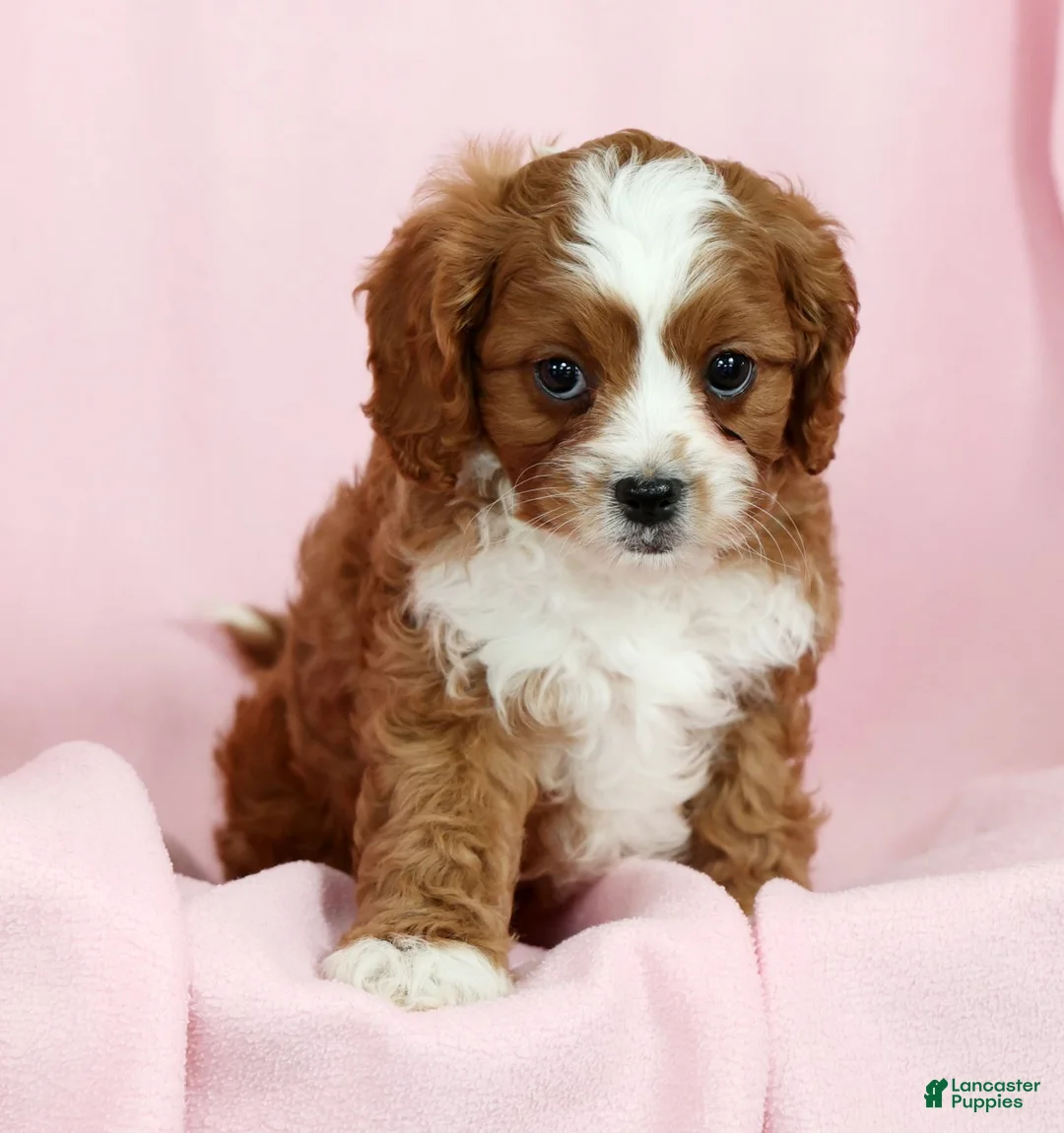 Cavapoo dogs for sale: Cecile - Ad 8
