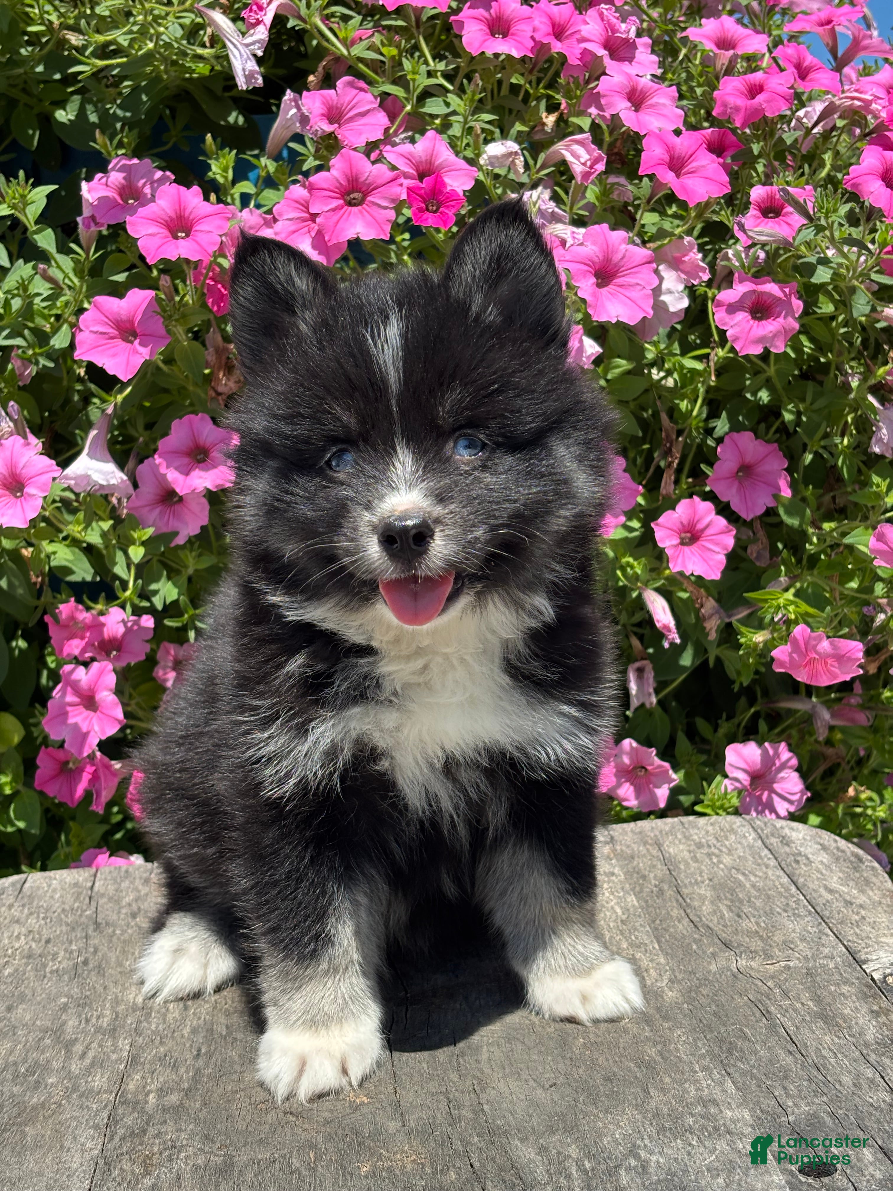 Pomsky dogs Catalina - Ad 1