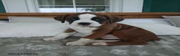 Boxer dogs for sale: Arthur - Ad 7