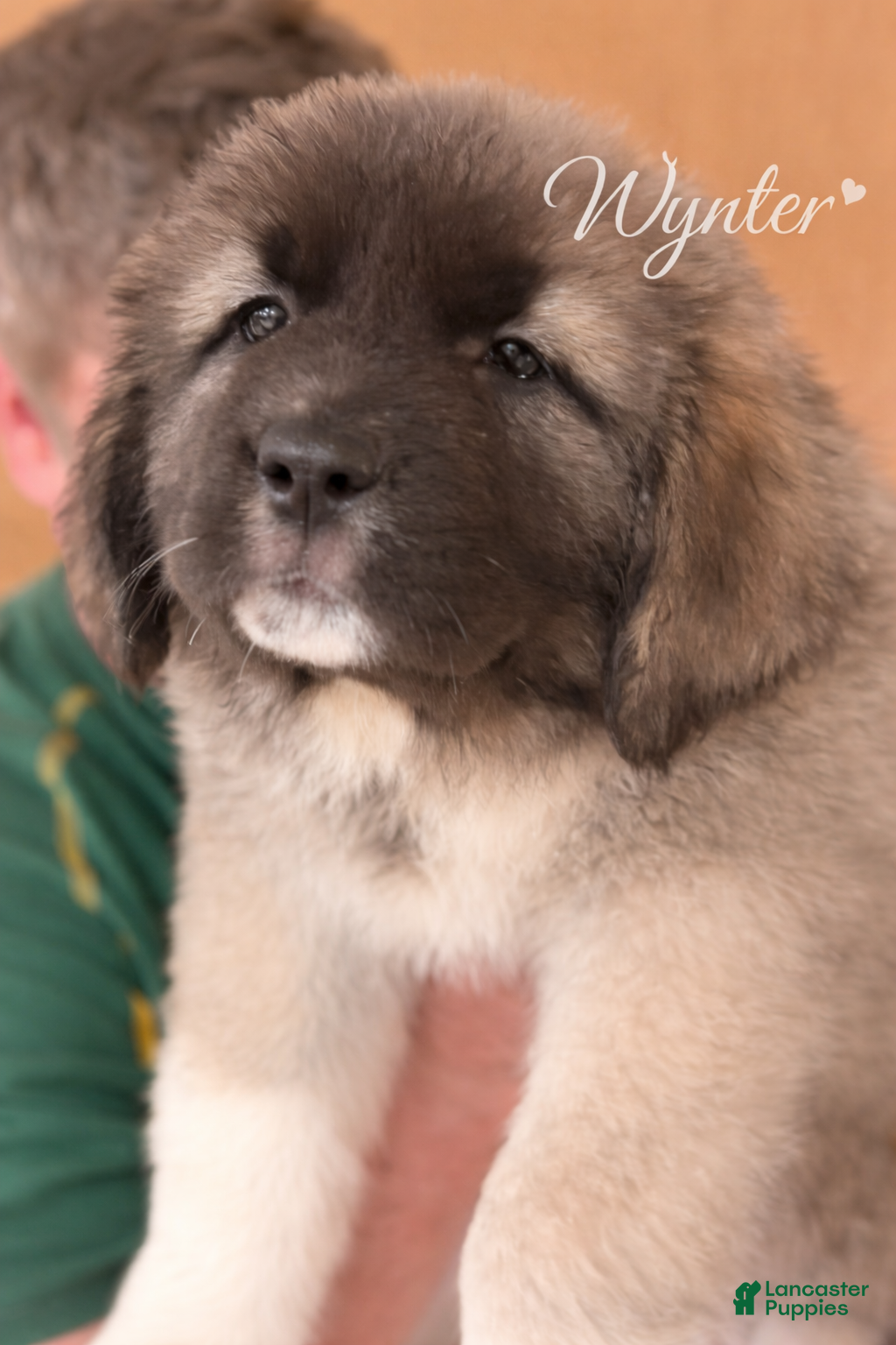 Caucasian Shepherd Dog dogs Wynter~ Caucasian Shepherd Dog Puppy 3 - Ad 2