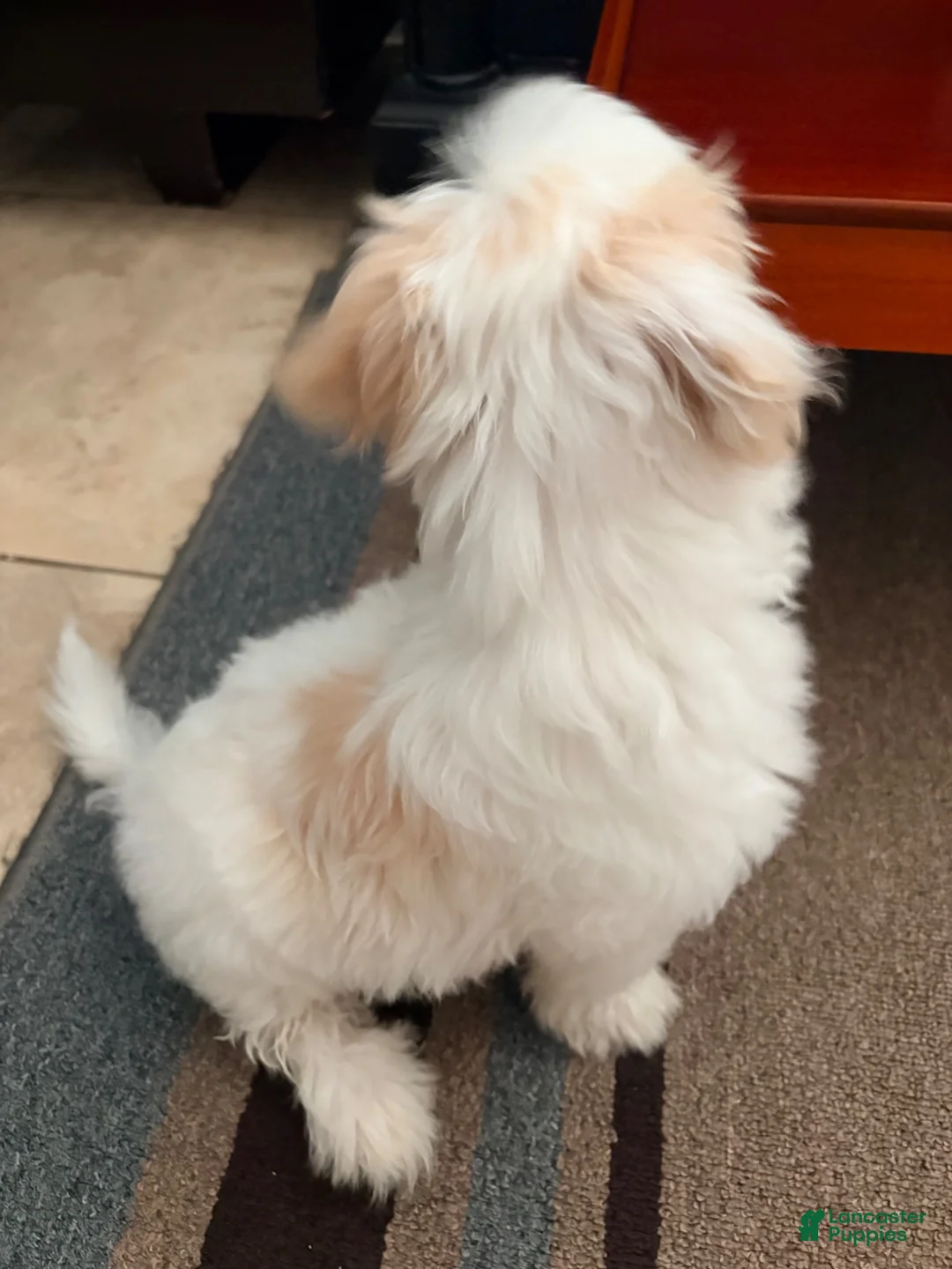 Maltipoo dogs for sale: Maltipoo Female - Ad 2