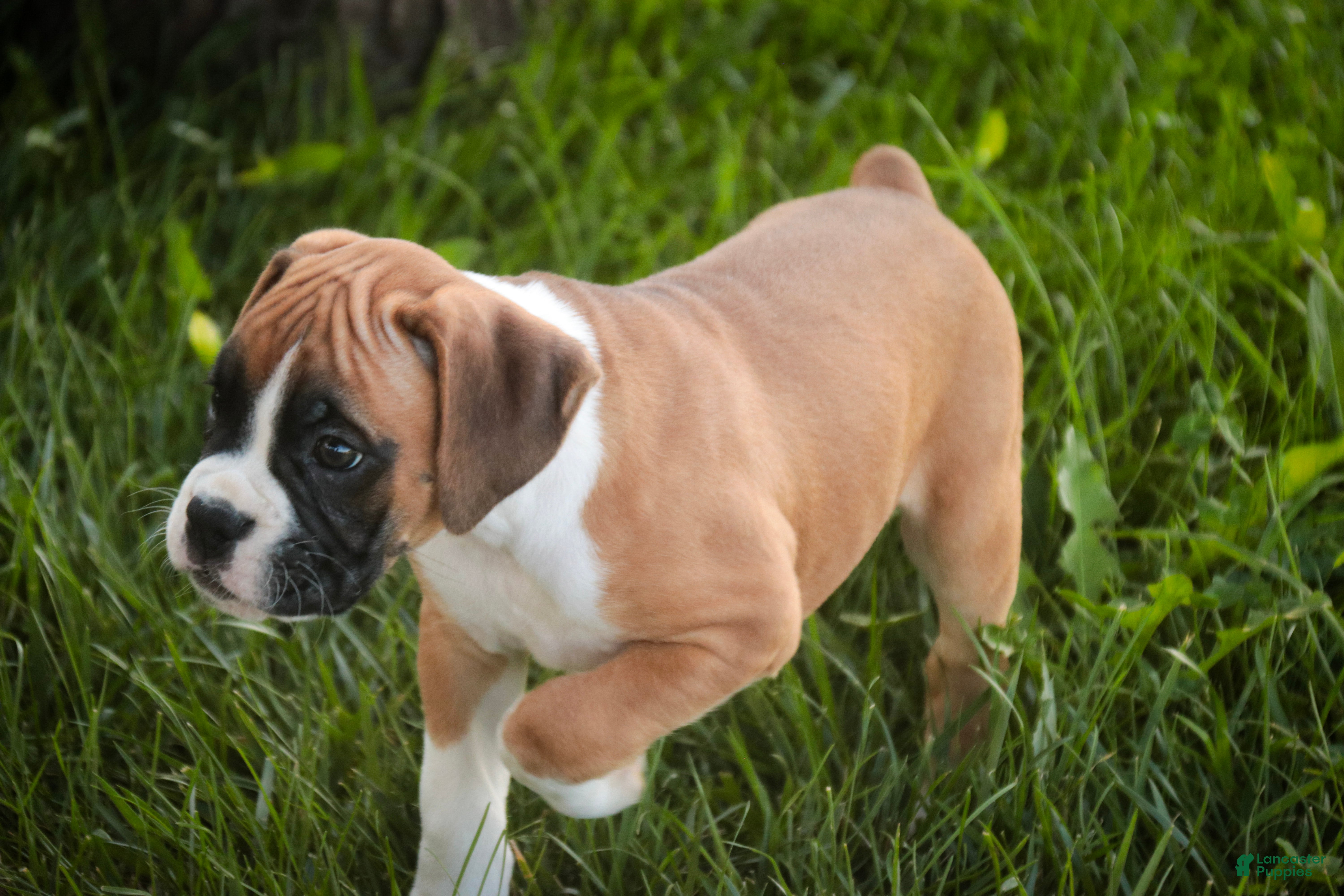 Boxer dogs Tracker - Ad 2