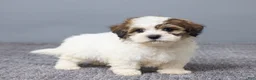 Teddy Bear dogs for sale: Lukas - Ad 4