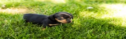 Miniature Dachshund dogs for sale: Oscar  - Ad 5