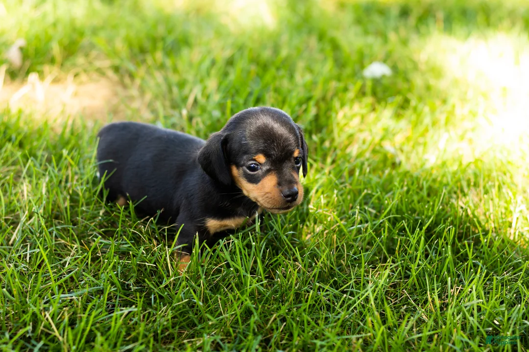 Miniature Dachshund dogs for sale: Oscar  - Ad 5