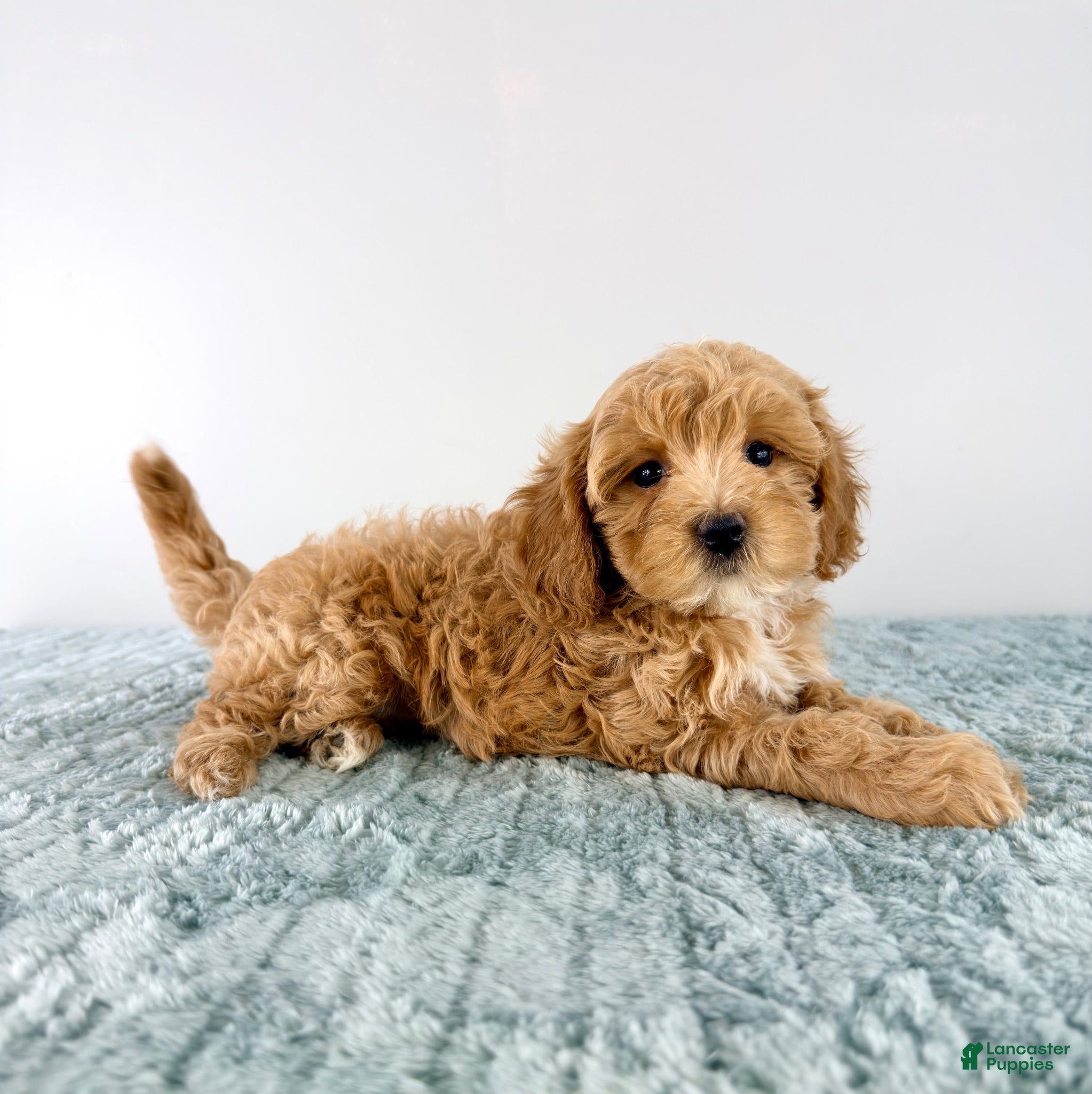 Cavapoo dogs Honey - Ad 30