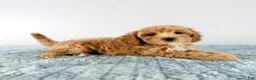 Cavapoo dogs for sale: Honey - Ad 1