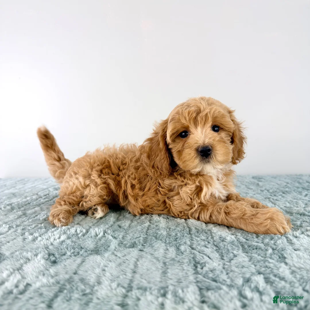 Cavapoo dogs for sale: Honey - Ad 1