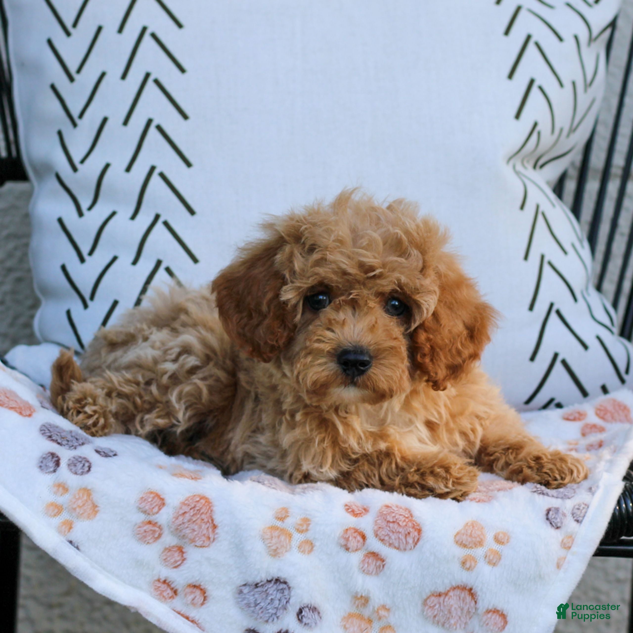 Cavapoo dogs Leo  - Ad 2