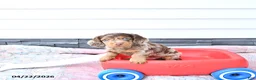 Miniature Dachshund dogs for sale: Hansel - Ad 4
