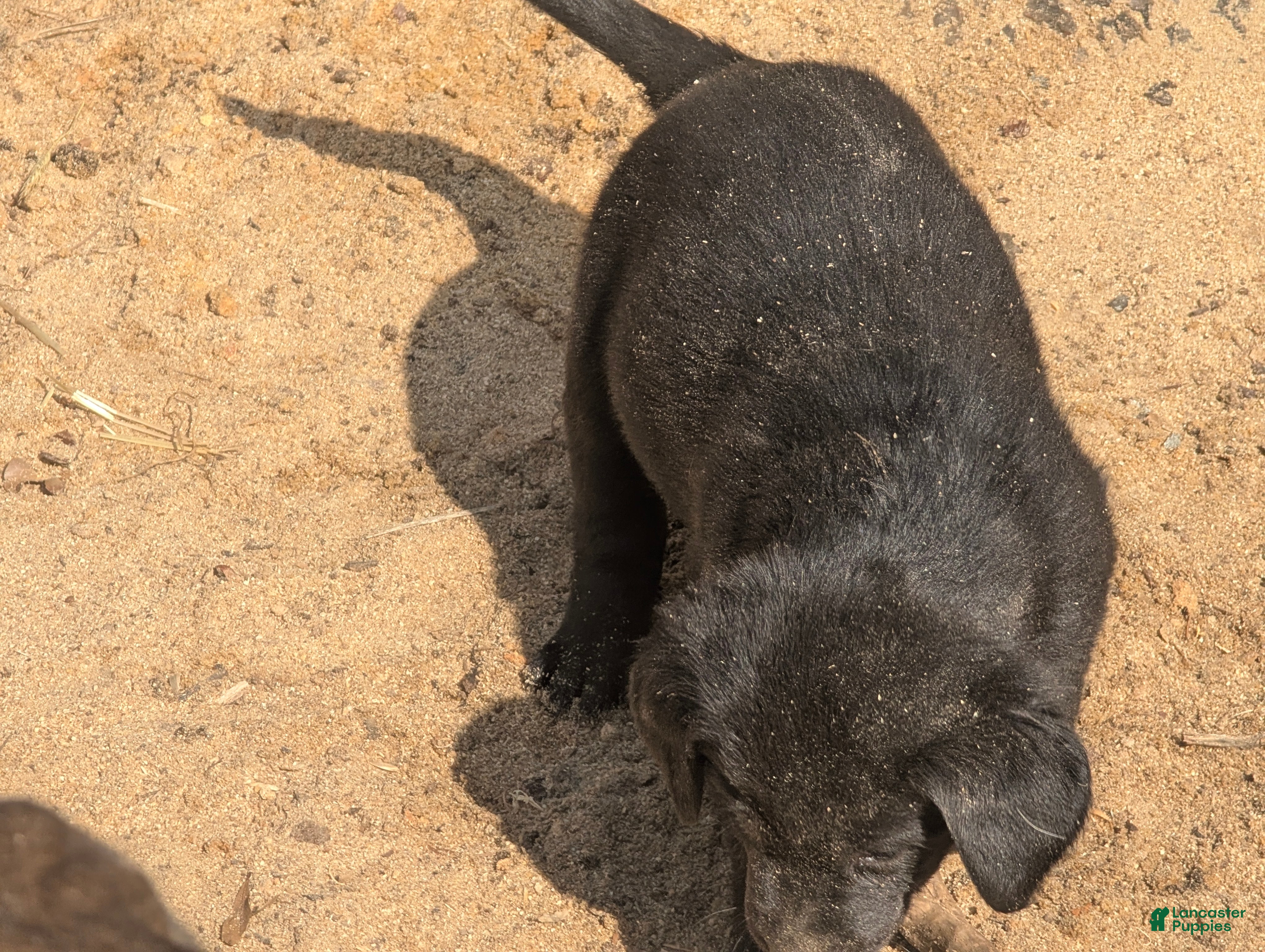 Labrador Retriever dogs Labrador Retriever Puppy 5 - Ad 10