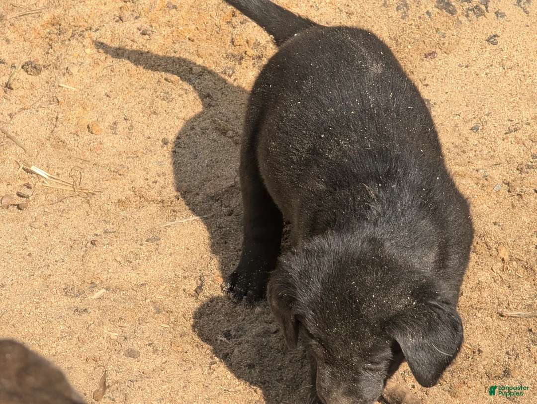 Labrador Retriever dogs for sale: Labrador Retriever Puppy 5 - Ad 1