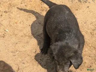 Labrador Retriever dogs Labrador Retriever Puppy 5 - Ad 10