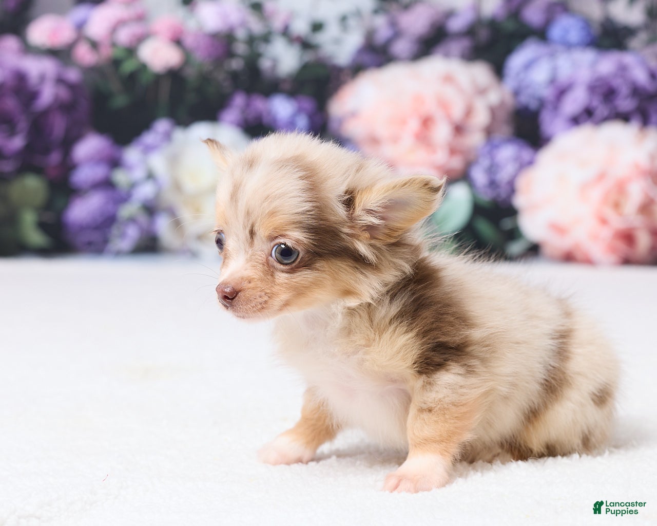 Chihuahua dogs Betzy - Ad 2