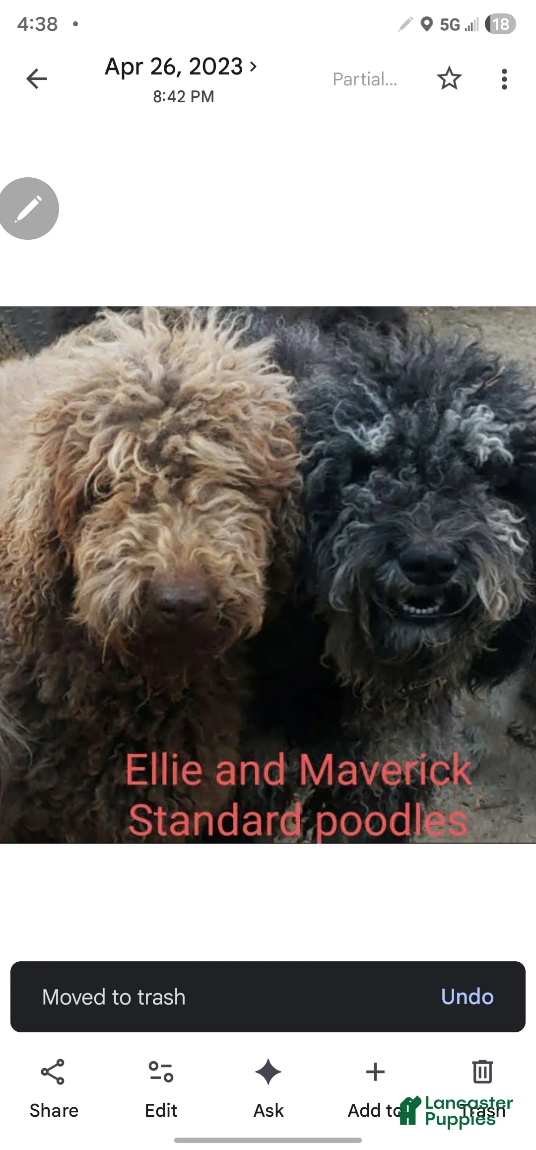Standard Poodle dogs for sale: Standard Poodle Puppy 1 - Ad 4