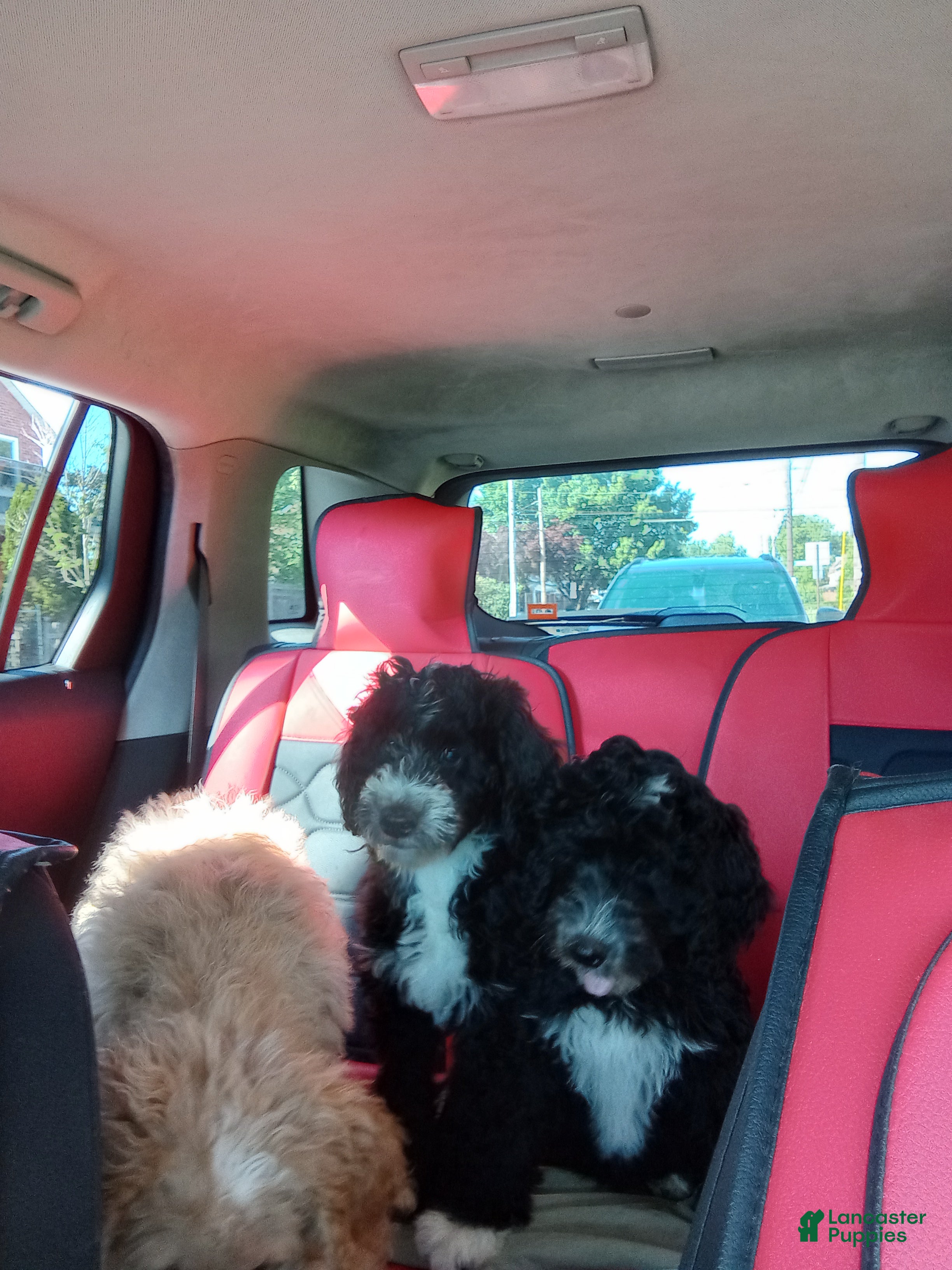 Mini Bernedoodle dogs Piper  - Ad 2