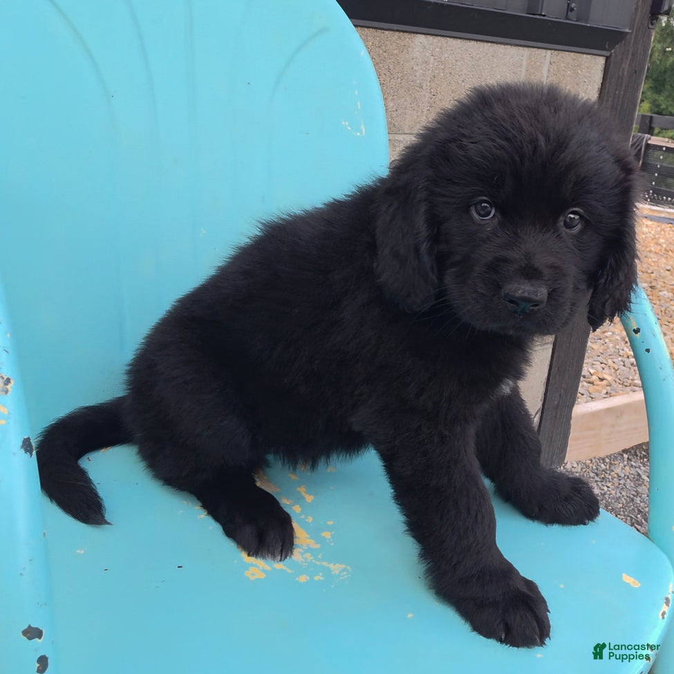 Newfoundland dogs Ruby - Ad 2