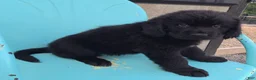 Newfoundland dogs for sale: Ruby - Ad 2