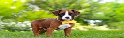 Boxer dogs for sale: Scooter - Ad 4