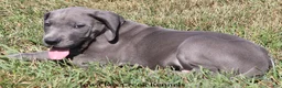 Great Dane dogs for sale: Sarge - Ad 4