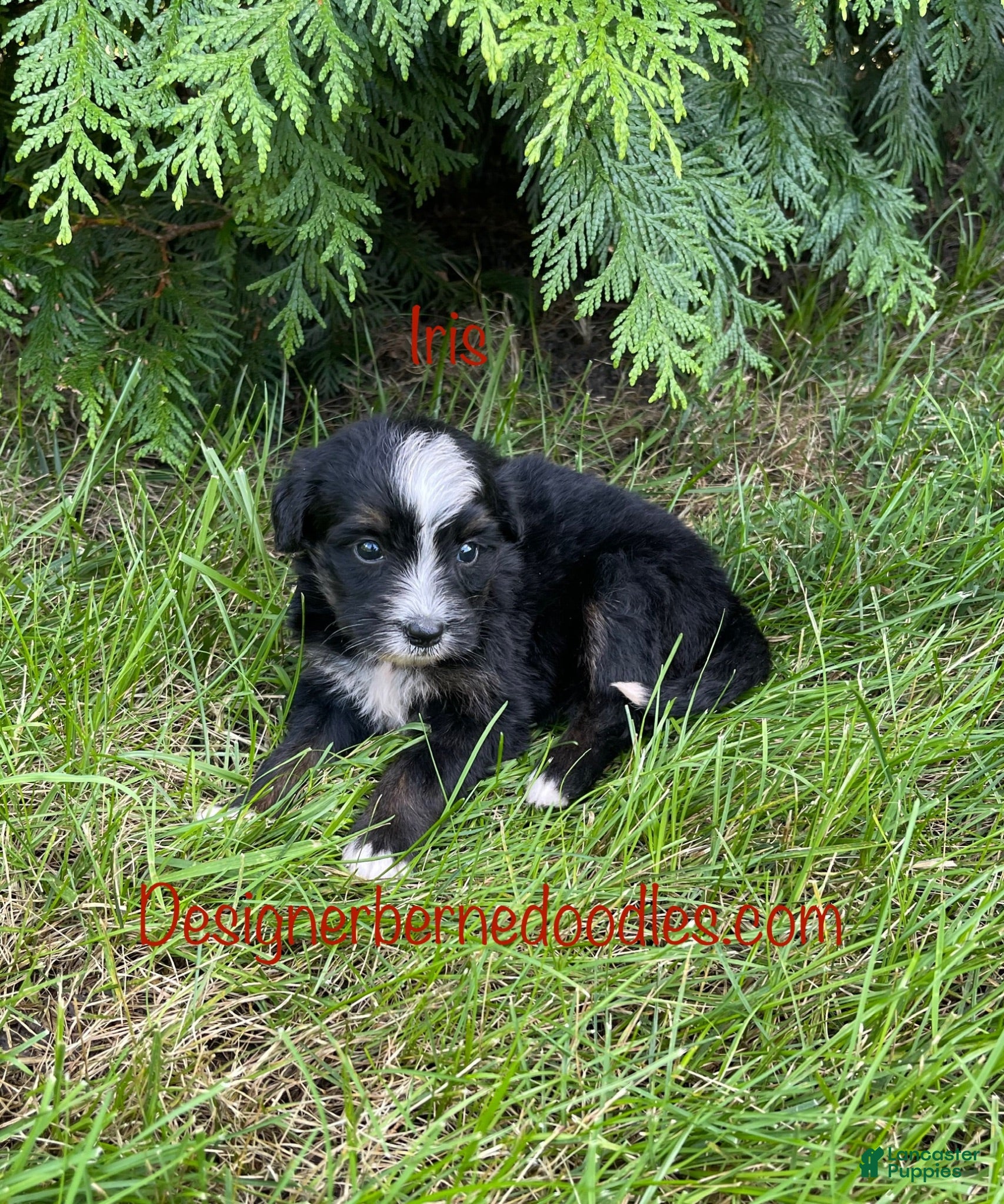 Mini Bernedoodle dogs Iris - Ad 2
