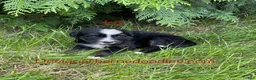 Mini Bernedoodle dogs for sale: Iris - Ad 2