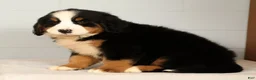 Bernese Mountain Dog dogs for sale: Roxie - Ad 9