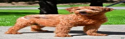 Mini Goldendoodle dogs for sale: Frances - Ad 11