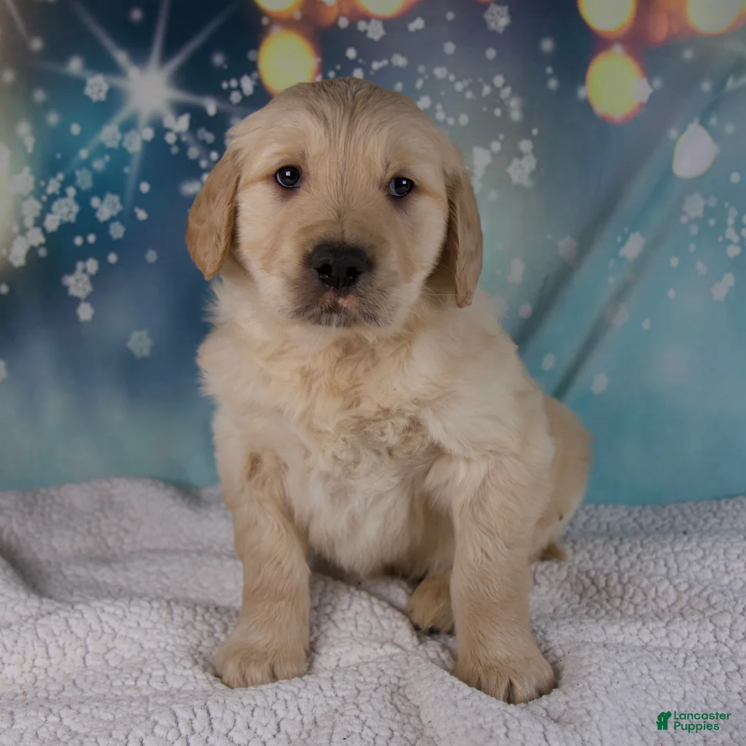 Golden Retriever dogs for sale: Everest - Ad 5