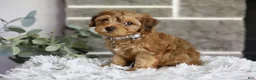 Yorkiepoo dogs for sale: Reggie - Ad 13